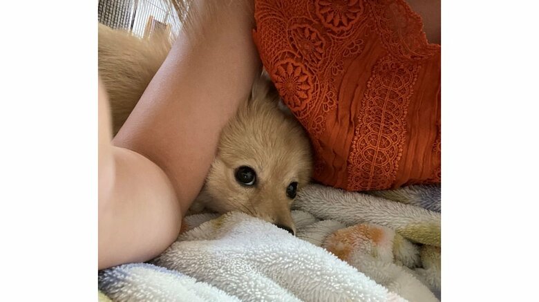 腕の隙間に無理矢理入ろうとするはちみつちゃん