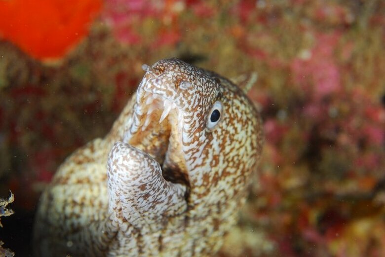 ウツボ（提供：すさみ町立エビとカニの水族館）