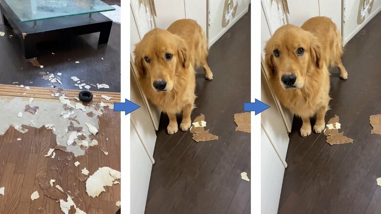 床材、クッションフロアを引きちぎり…