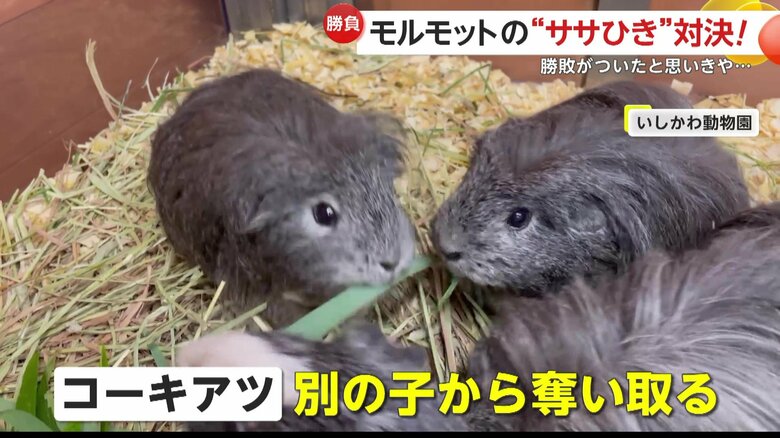 誰よりも長～い笹をゲットした負けたコーキアツ