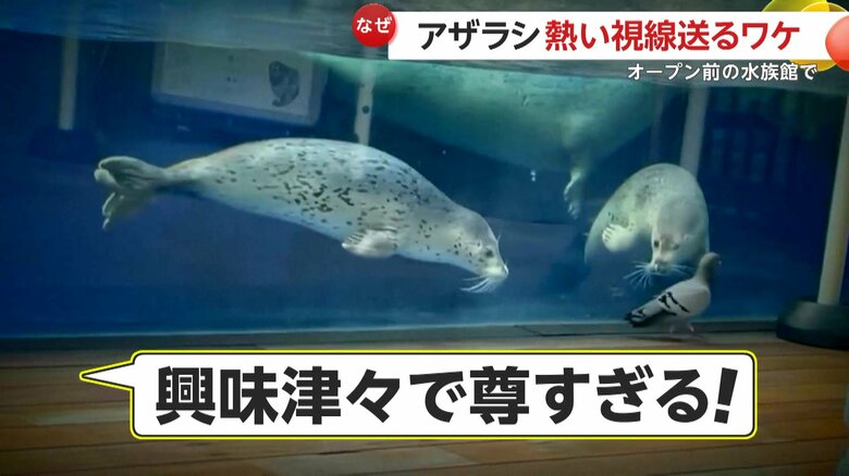 SNSで100万回以上再生された映像（映像提供：上越市立水族博物館）