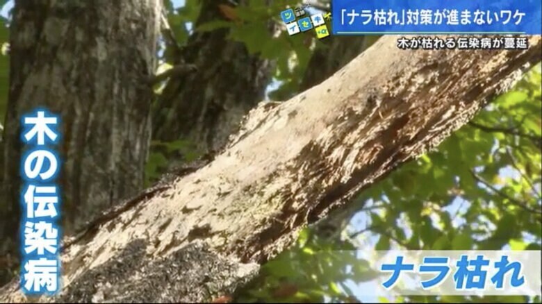 木の道管が侵食され、水分が行き渡らなくなって枯渇したナラ