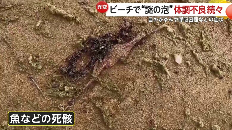 泡の影響で死んだとみられる魚などの死骸も複数確認