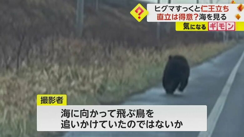 車に気づき、草むらの方に逃げていくクマ