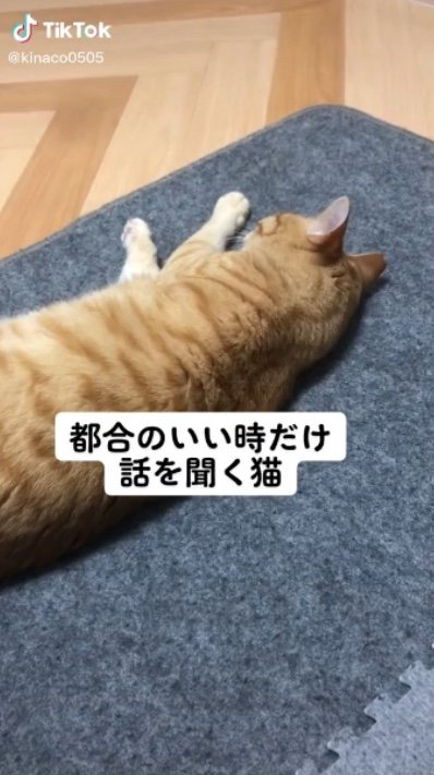 提供：あずきなこさん