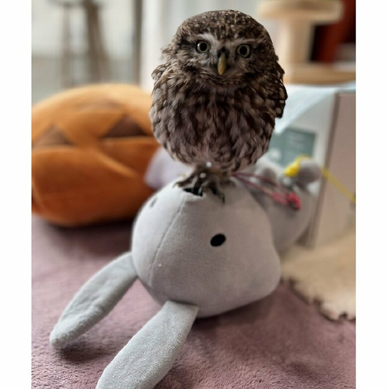 お気に入りのウサギのぬいぐるみの上に乗っている