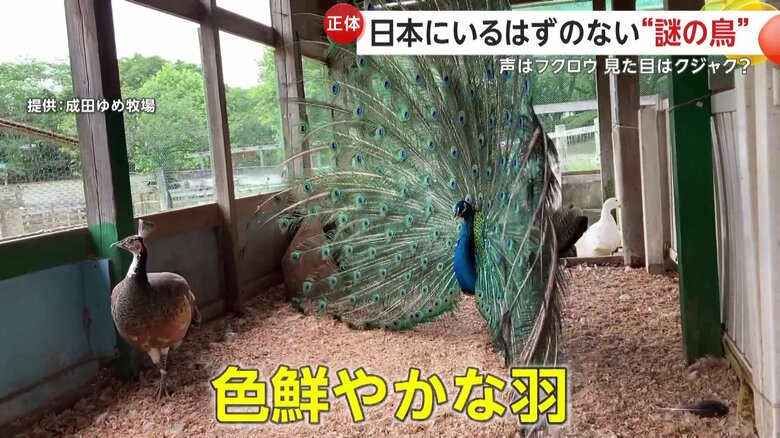 50cm以上の大きさでクジャクのような「鳥」