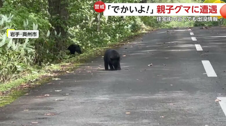 道路に現れた子グマ（14日正午過ぎ、岩手・奥州市）