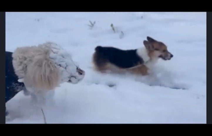 隣にいる犬よりも雪まみれ（提供：hair.axis）
