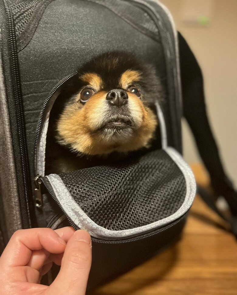 キャリーバッグの中