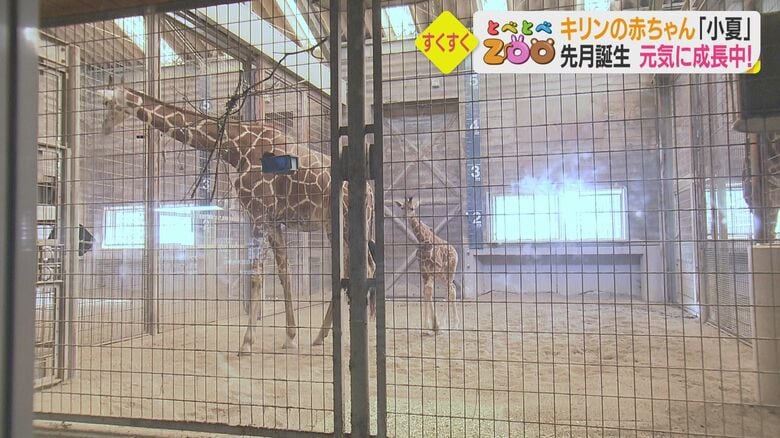 再びお母さんに逃げられてしまった小夏ちゃん