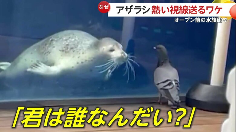 まるで｢君は、誰なんだい？」とでも言うように、じぃーっとハトを見つめる2匹のアザラシ