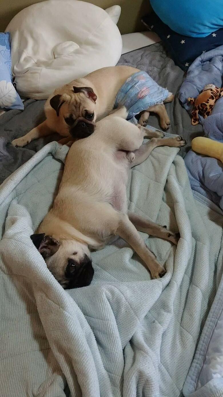 提供：たまごandおもちさん