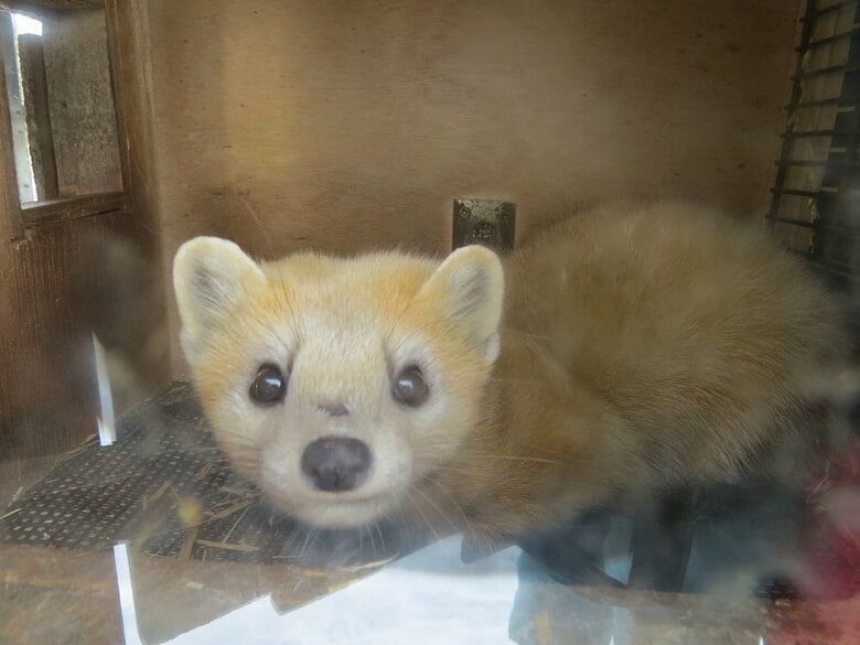 てんてんくん（提供：釧路市動物園）