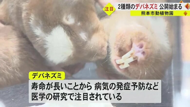 寿命が長いデバネズミ