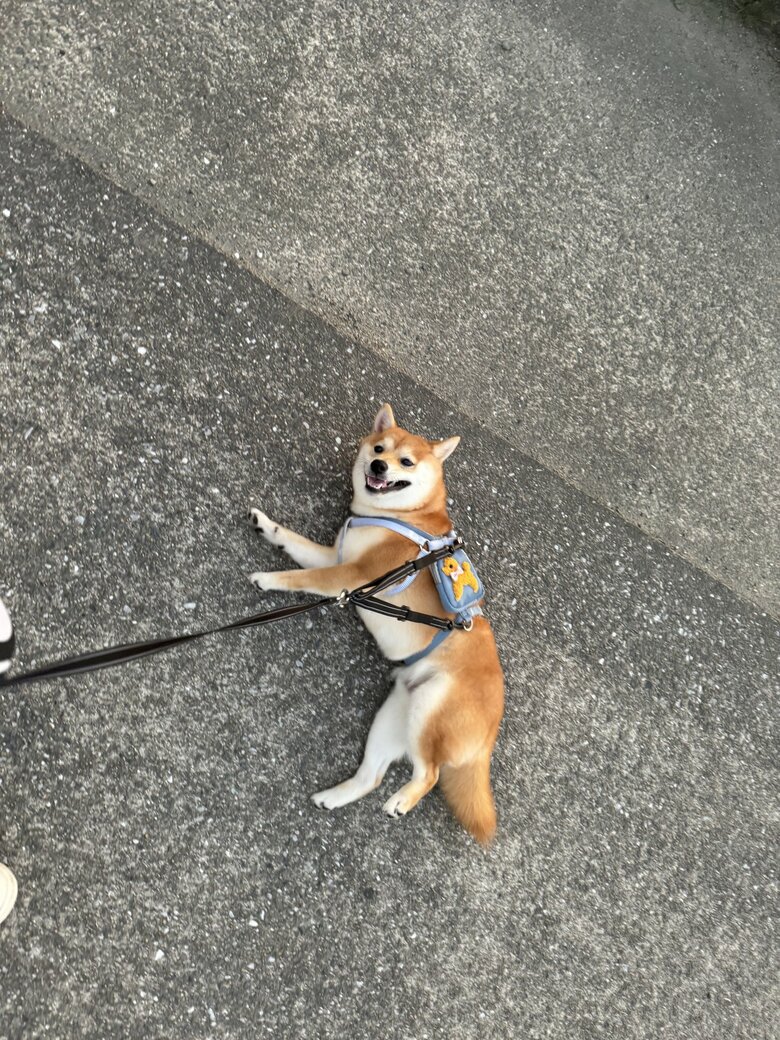 提供：わさび一族さん