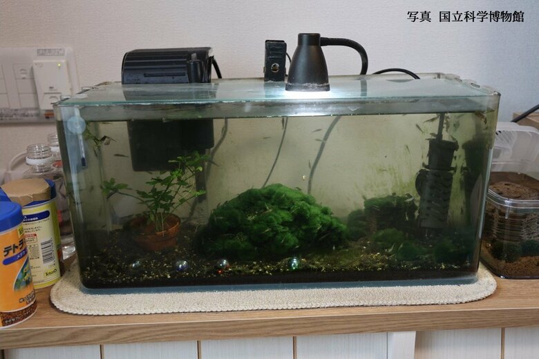 写真：国立科学博物館