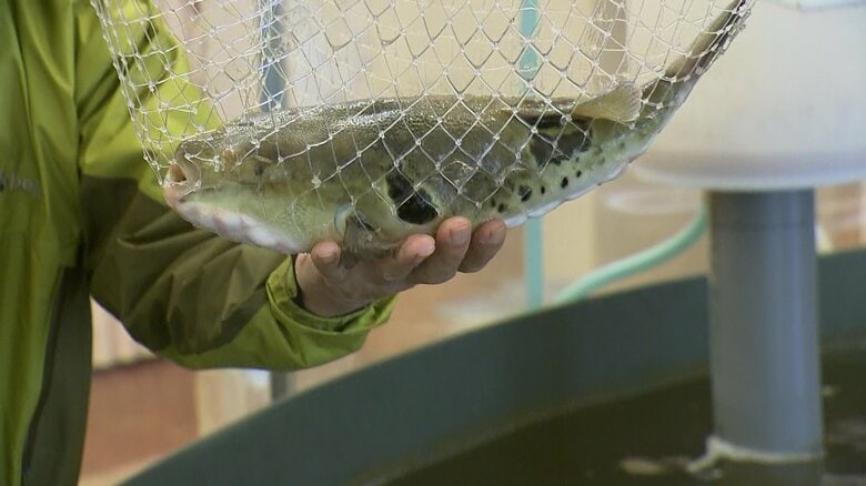 重さ約1kgに育った「トラフグ」をすくい上げ