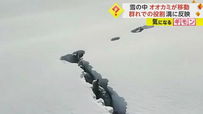 雪の中で一列になったオオカミの群れ