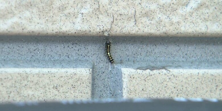 住宅外壁にも出現