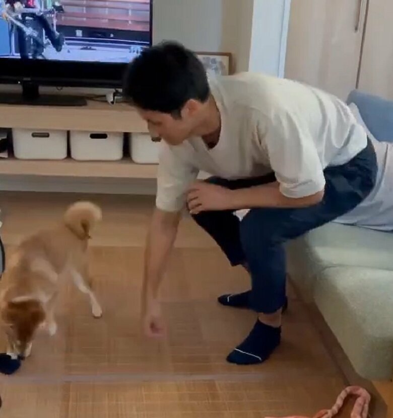 すずちゃんが素早くくわえて靴下を確保　旦那さんは空振りに終わった