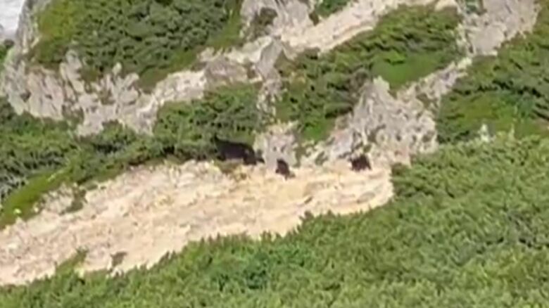 羅臼岳で見つかった親子グマ（撮影：＠ren_photo_3417）