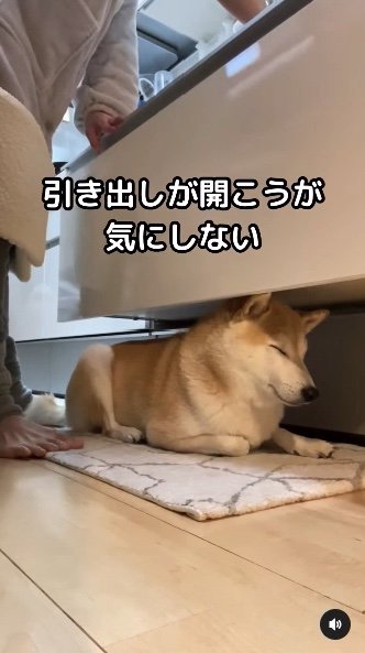 提供：柴犬Mamesuke・Korosuke大阪さん
