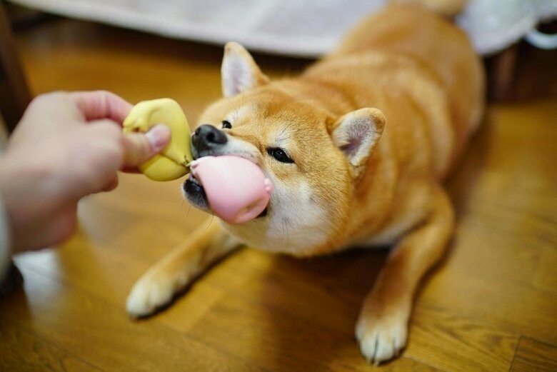 引っ張り合いが楽しい