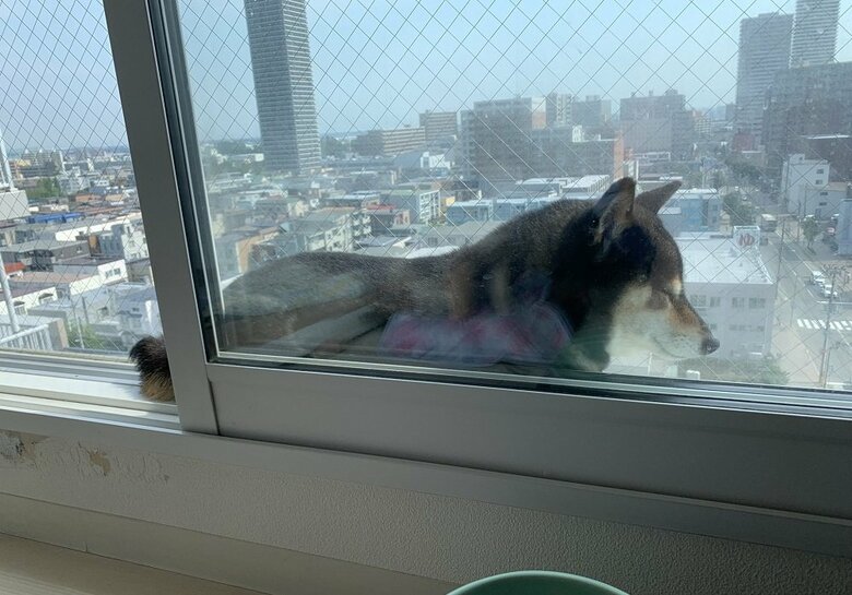 夏の定位置　二重窓の隙間で日光浴中