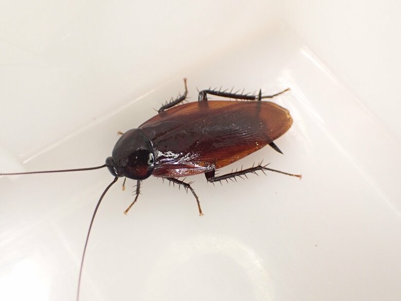 住居に入ってくるのはほとんどが「クロゴキブリ」