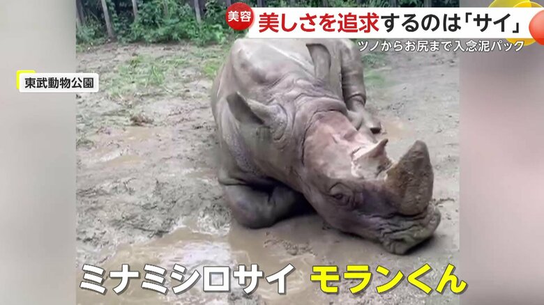 美を追究しているというミナミシロサイのモランくん