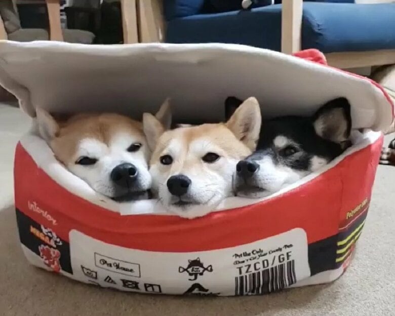 焼きそばベッド