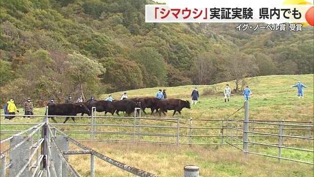 今から4年前の2021年に小国町の牧場でも実証実験が行われていた