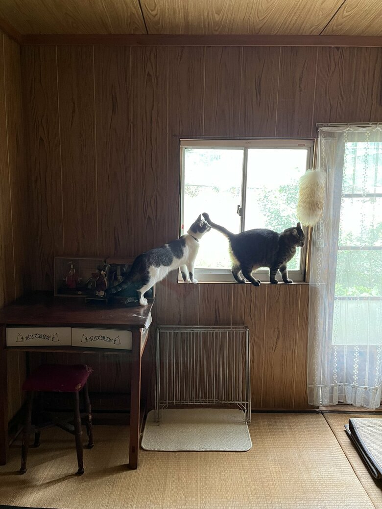 窓辺の猫