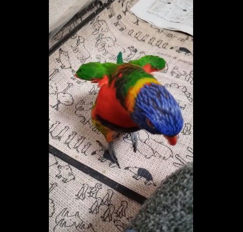 こちらは膝に乗る前のキキくん。やはりゆらゆらとダンス中