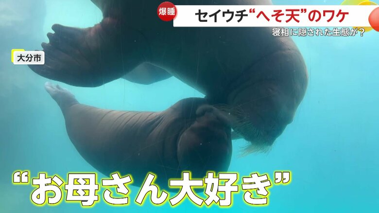 4月に生まれたタイヘイヨウセイウチの赤ちゃん「いちこ」ちゃん