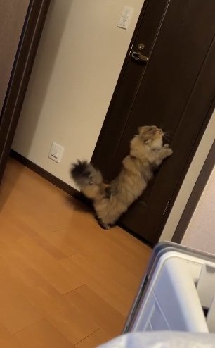 トイレに飼い主が隠れていると思い…（提供：ひなたさん）