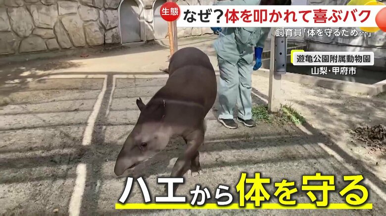 ハエからバクの体を守るために行われていた行為