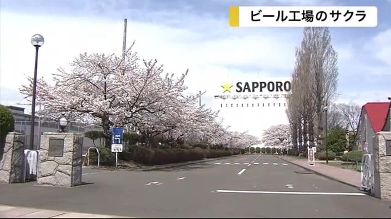 ビール工場で咲き誇る桜 ビオトープ園に春の訪れ告げる【宮城発】
