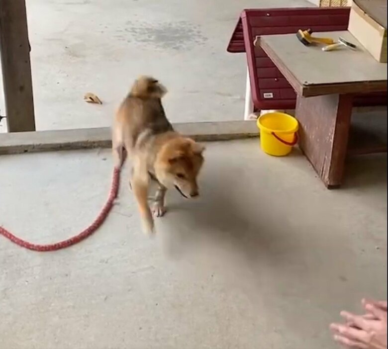 実家でのコロ助くん