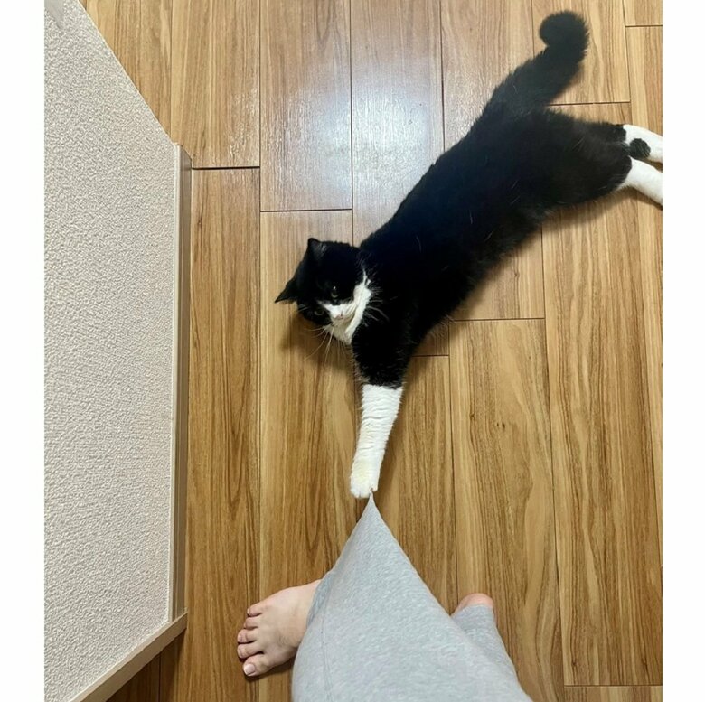 ズボンの裾に爪を引っかけて「行かせないにゃー！」