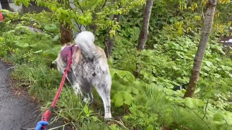 「病院から遠ざかろうとしている」時の純ちゃん