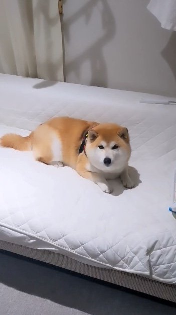 提供：natsumi.nnnさん