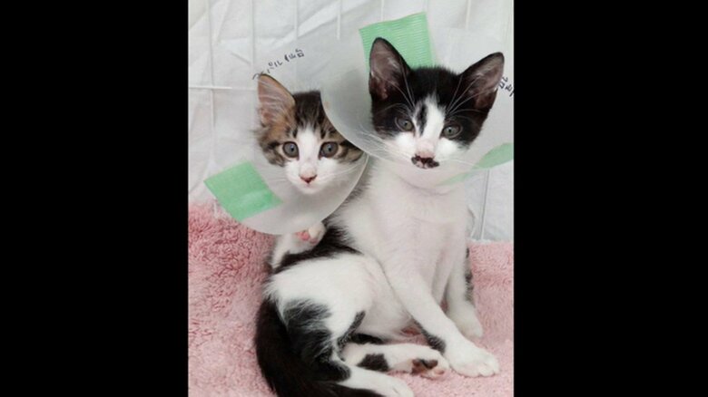 譲渡された当時の２匹