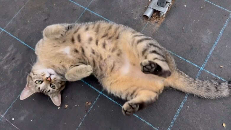 寝転ぶコナツちゃん