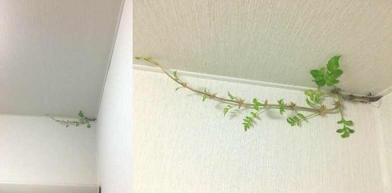 発見から13日目（8月20日）