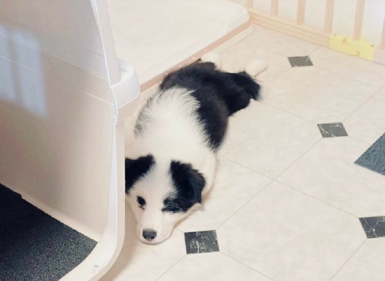 ぐっすり寝ている