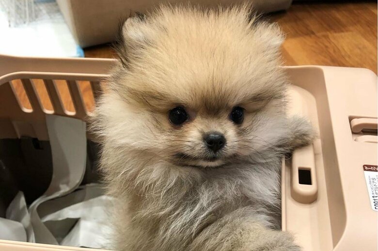 生後2カ月のメルちゃん