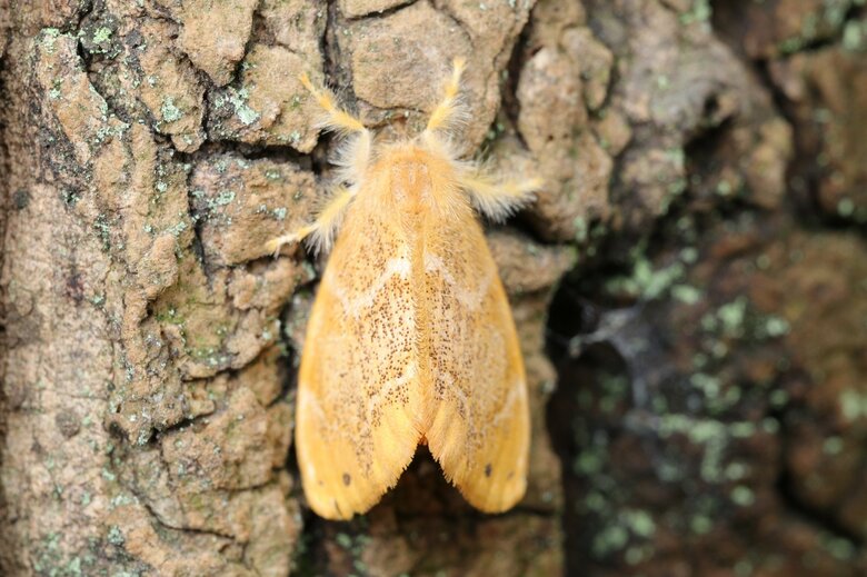 チャドクガの成虫