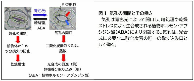 気孔の開閉とその働き（研究グループのリリースより）